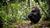 Sjimpanse i jungelen
